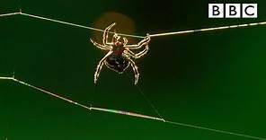 Amazing spider baffles scientists with huge web | The Hunt - BBC