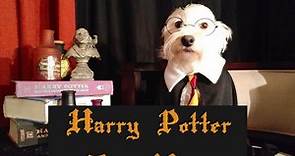 The Ultimate List of "Harry Potter" Dog Names