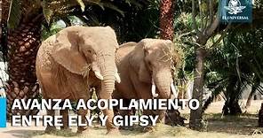 Ely y Gipsy, elefantas del zoológico San Juan de Aragón, pronto podrán recibir visitas