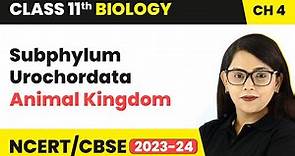 Subphylum Urochordata - Animal Kingdom | Class 11 Biology Chapter 4 | NCERT/CBSE