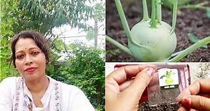 How To Grow Knol - Khol / Kholrabi From Seeds | Beginner's Guide