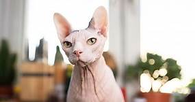100 Unique Sphynx Cat Names for Your Hairless Companion