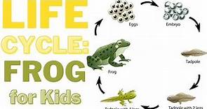 Hop into Learning: The Life Cycle of a Frog