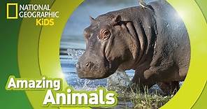 Hippo | Amazing Animals