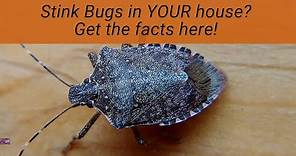 Stink Bugs in Your House? How and why they are there, what they are doing, and what you can do.
