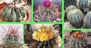 30 Lindas Variedades de Cactus Ferocactus !