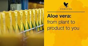 From plant, to product, to you | Forever Living UK & Ireland