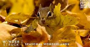 Seasonal Wonderlands | Wonderstruck | March 14th | BBC America