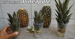 How to Grow Pineapples at Home step by step easy Way - DIY to grow Pineapple plant from the Top.