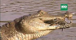La Baba ( Caiman crocodilus ) - Río Verde