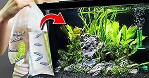 NEW Fish For 10 Gallon Planted Aquarium (Community Tank)