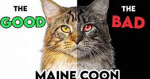 MUST-KNOW Maine Coon Cat PROS And CONS