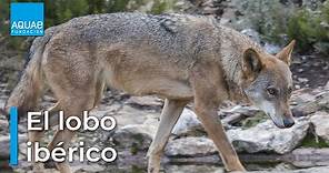 El LOBO IBÉRICO: características de un DEPREDADOR social