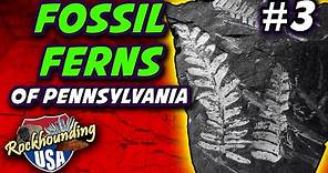 Finding the Famous Fossil Ferns of St. Clair, Pennsylvania