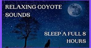 Relaxing Coyote Sounds For Sleeping | 8 Hours Of Nature Sounds For Sleeping, Studying, Relaxing