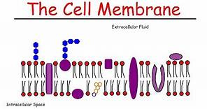 The Cell Membrane