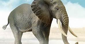 Il Magico Mondo degli Animali - La vita di un elefante africano