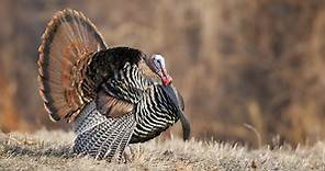 Wild Turkey Registration Information