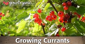 Growing Currants Organically