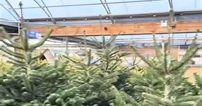 Real cut Christmas trees in-store from only £19.99 🌲