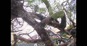 Tree Stress and Abuse: Jacaranda in a tangled mess