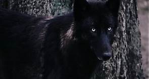 The Rise Of The Black Wolf