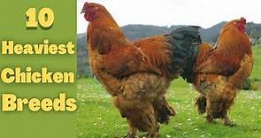 10 Heaviest chickens breeds in the world| 10 Largest Chicken| Giant Chickens
