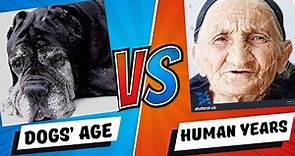 Dogs' age in Human Years by size