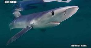 Cute Sharks The Adorable and Amazing Facts About These Misunderstood Fish