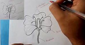 ¿Cómo dibujar una flor y sus partes? | HD