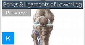 Bones and ligaments of the knee and leg (preview) - Human Anatomy | Kenhub