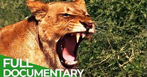 Lions vs. Elephants - Life on the Edge | Free Documentary Nature