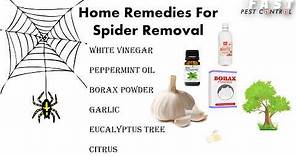 Natural Ways to Keep Spiders Away from Home | Make DIY Spider Repellent Spray - 2021