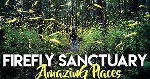 AMAZING FIREFLY SANCTUARY [THOUSANDS] | TLAXCALA MEXICO