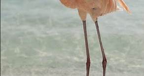 "Flamingos Are Pink? The Surprising Truth Revealed!"