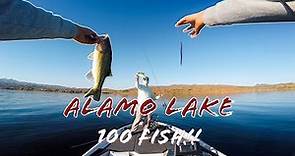 Catching over 100 FISH At ALAMO LAKE!!! These Baits Got It Done!