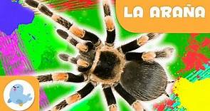 La araña 🕷️ Animales para niños 🌱 Epsiodio 10