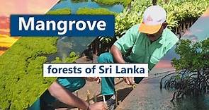 Mangrove Forests of Sri Lanka