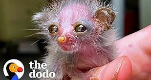 This Tiny Primate Is The World's Cutest Animal | The Dodo