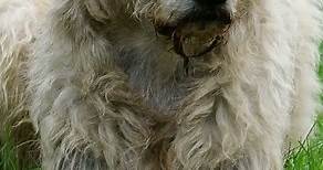Discover the Majestic Irish Wolfhound: History, Characteristics, and Personality Traits | Dogs World