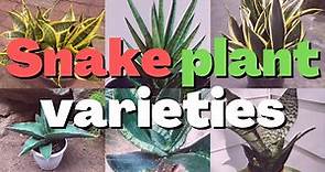 15 types of snake plant varieties to grow indoor