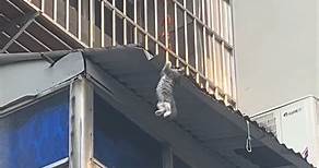 In a residential building in Wuhan, the provincial capital of southern China’s Hubei Province, a kitten was hanging outside the window, about to fall. A teenager who passed by saw this and spread his clothes downstairs to successfully catch the falling kitten. The kitten was safe, and the boy returned it to the owner. The video recorder said that after talking with the owner, the boy finally had the kitten as his family member. #cat #kittenadoption #rescue #savelife #warmsmyheart #RealLifeHero #