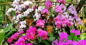 新加坡-百年花園,盛顏胡姬【世界文化遺産】新加坡植物園Singapore Botanic Gardens 國家胡姬園National Orchid Garden - 言不及義的流浪癖 - udn部落格