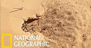 蟻界的「快銀」──撒哈拉銀蟻《國家地理》雜誌