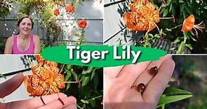 Tiger Lily - Anthers and Bulbils; Everything you need to know to grow this Asian favorite!