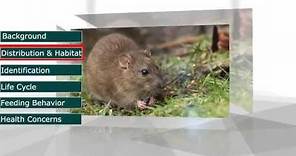 Norway Rat (Rattus norvegicus)