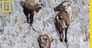 Amazing Footage: Goats Climbing on a Near-Vertical Dam | National Geographic