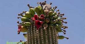 Saguaro Cactus Feeds the Desert (timelapse)