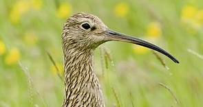 Curlew song