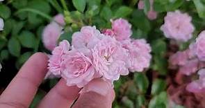 'The Fairy' Rose ( a polyantha rose)